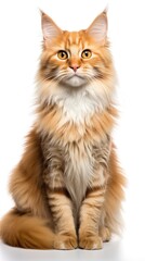 LaPerm cat sitting on white background