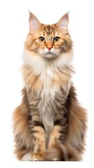 Obraz premium LaPerm cat sitting on white background