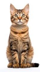 Obraz premium cat sitting on white background