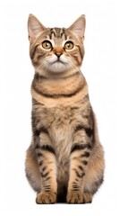 Obraz premium cat sitting on white background