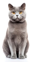 Chartreux cat sitting on white background