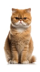 Obraz premium Exotic shorthair cat sitting on white background