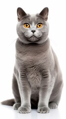 Obraz premium Chartreux cat sitting on white background