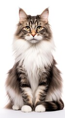 Norwegian forest cat sitting on white background