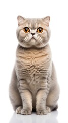 Scottish Fold cat sitting on white background