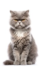 Obraz premium Selkirk Rex cat sitting on white background