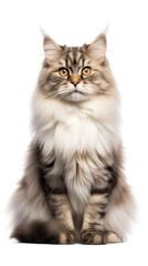 Obraz premium Siberian cat sitting on white background