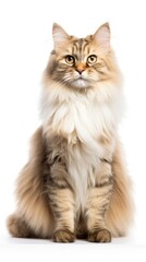 Obraz premium Siberian cat sitting on white background
