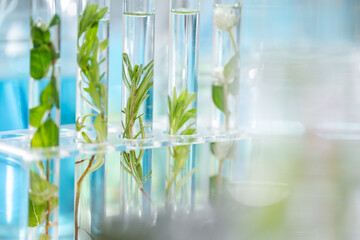 botany science laboratory, green plant experiment for medicine biology or biotechnology, scientist research an organic nature leaf in genetic chemistry for agriculture technology, growth test in glass