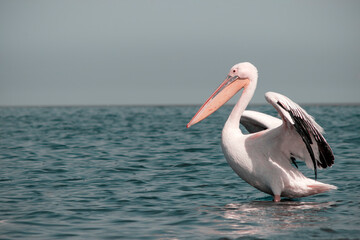 Wild animal in nature. Lonely Great White Pelican in the water