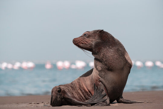 Lonely brown fur seal sits on the ocean on a sunny morning