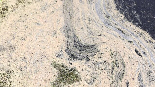  Flies land and crawl on a scummy pond surface. Slow motion