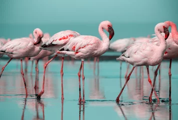 Poster Wild african birds. Group birds of pink  flamingos  walking around the blue lagoon on a sunny day © Yuliia Lakeienko