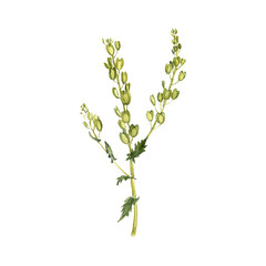 watercolor drawing plant of field pennycress with leaves and flower, Thlaspi arvense, isolated at white background, natural element, hand drawn botanical illustration