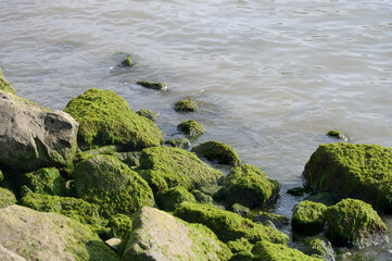 rocks stones water overgrown moss algae