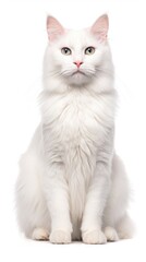 a white cat sitting in front of a white background