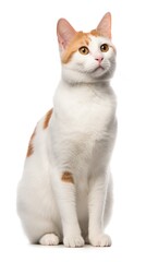 Japanese Bobtail cat sitting on white background