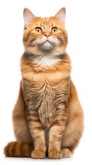 Obraz premium Manx cat sitting on white background