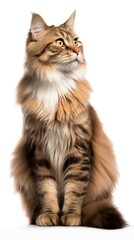 Manx cat sitting on white background
