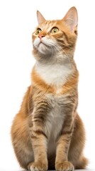Obraz premium Manx cat sitting on white background