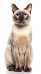 Tonkinese cat sitting on white background