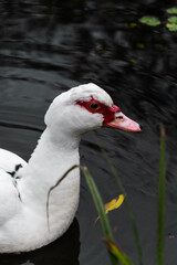 Charm in Plumage: The Elegant White Duck