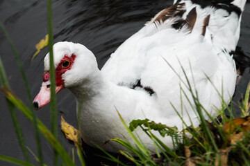duck in the grass