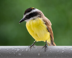 Pitangus sulphuratus
