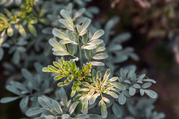 Captivating Close-up: Ruda Plant (Ruta graveolens) Revealing its Botanical Beauty pachamama