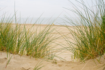Sand dunes with marram grass and empty beach on Dutch coastline. Netherlands in overcast day. The dunes or dyke at Dutch north sea coast