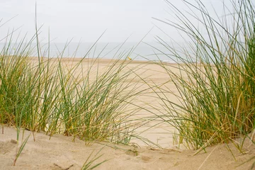 Papier Peint photo Lavable Mer du Nord, Pays-Bas Sand dunes with marram grass and empty beach on Dutch coastline. Netherlands in overcast day. The dunes or dyke at Dutch north sea coast