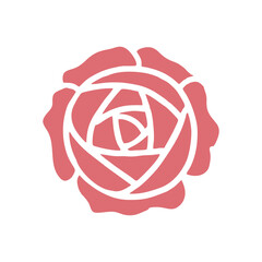 pink rose isolated on white