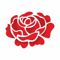 red rose on a white background