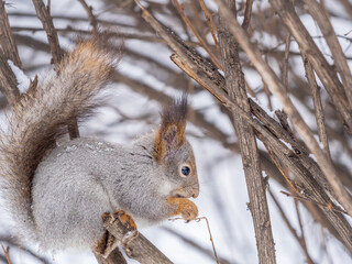 Obraz premium The squirrel with nut sits on tree in the winter or late autumn