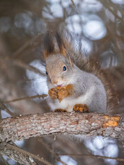 The squirrel with nut sits on tree in the winter or late autumn