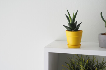 Grass pot in a living room. Decoration concept. 