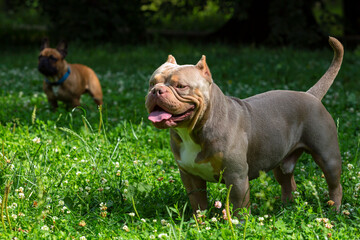 An American Bully dog plays in a green meadow..
