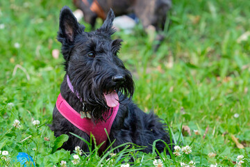 A black Scottish Terrier dog sits in the green grass.