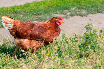 A red-haired laying hen walks freely in the village