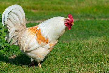 A white rooster walks around the village