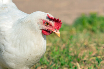 A white laying hen walks freely in the village