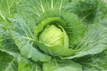 Fototapeta premium Cabbage grow in the garden. Agriculture. Healthy and healthy food for humans. The cultivation of cabbage.