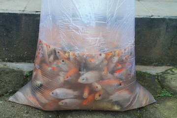a group of fish in plastic on the floor