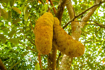 Jackfruit on the tree in the garden
