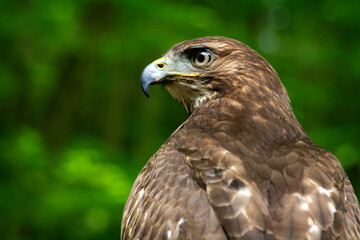 red tailed hawk, juvenile hawk, red tailed juvenile hawk, hawk, red hawk