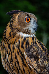 Orange, eyes, Eurasian, Eagle Owl, Owl,