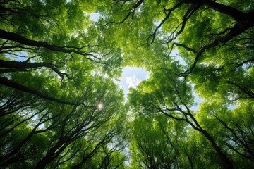 Fototapeta premium forest trees view from below into the sky. nature green wood sunlight backgrounds