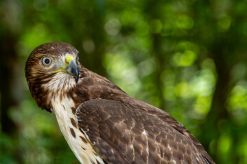 red tailed hawk, juvenile hawk, red tailed juvenile hawk, hawk, red hawk