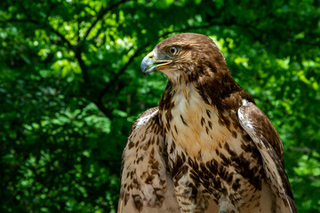 red tailed hawk, juvenile hawk, red tailed juvenile hawk, hawk, red hawk
