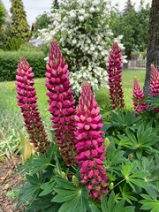 Garten im Soimmer mit Lupine in Pink mit Blüten